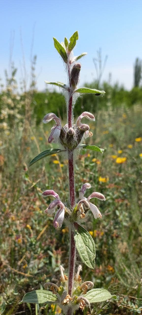 Image of Phlomoides kirghisorum specimen.