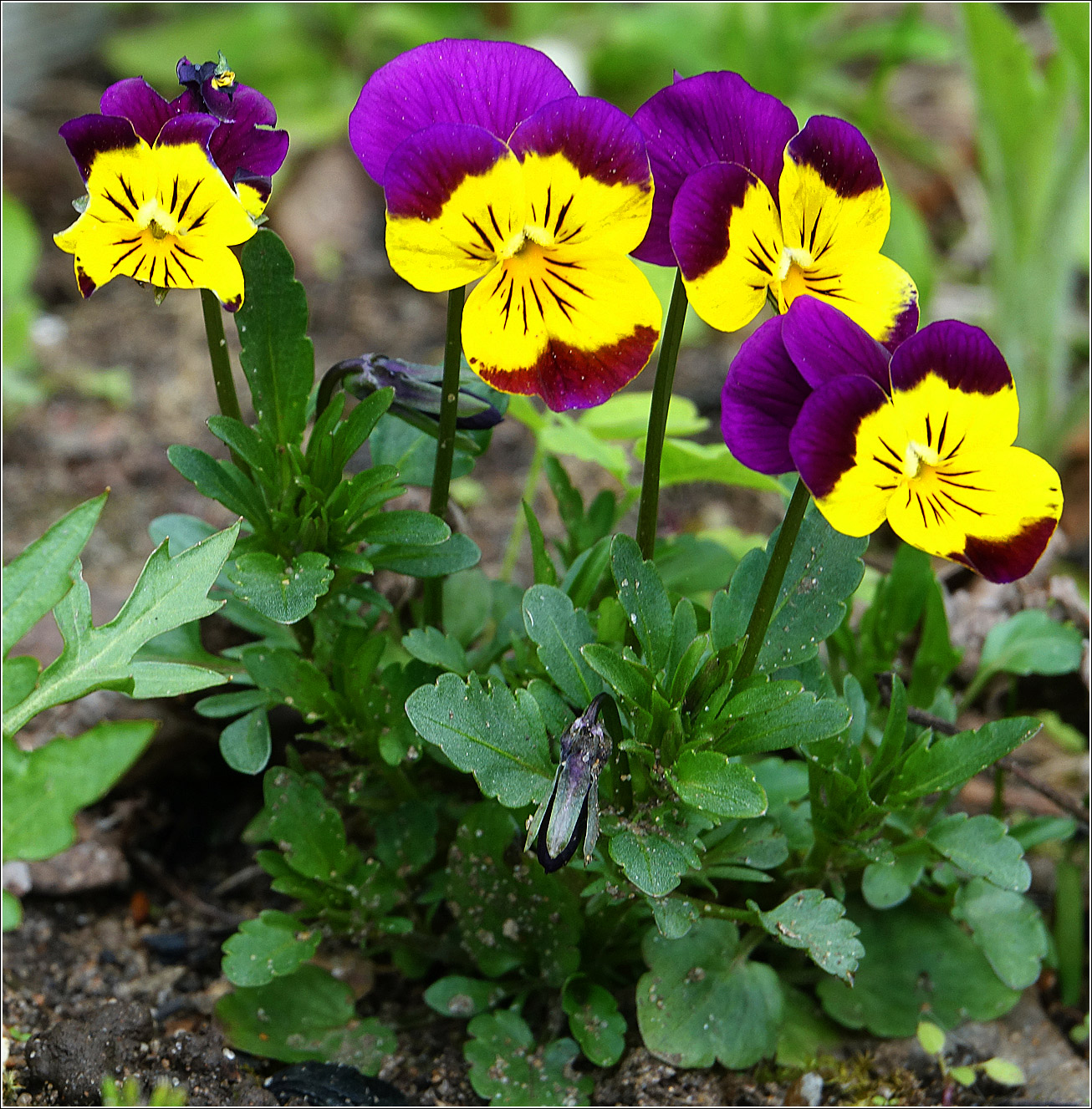 Image of Viola wittrockiana specimen.