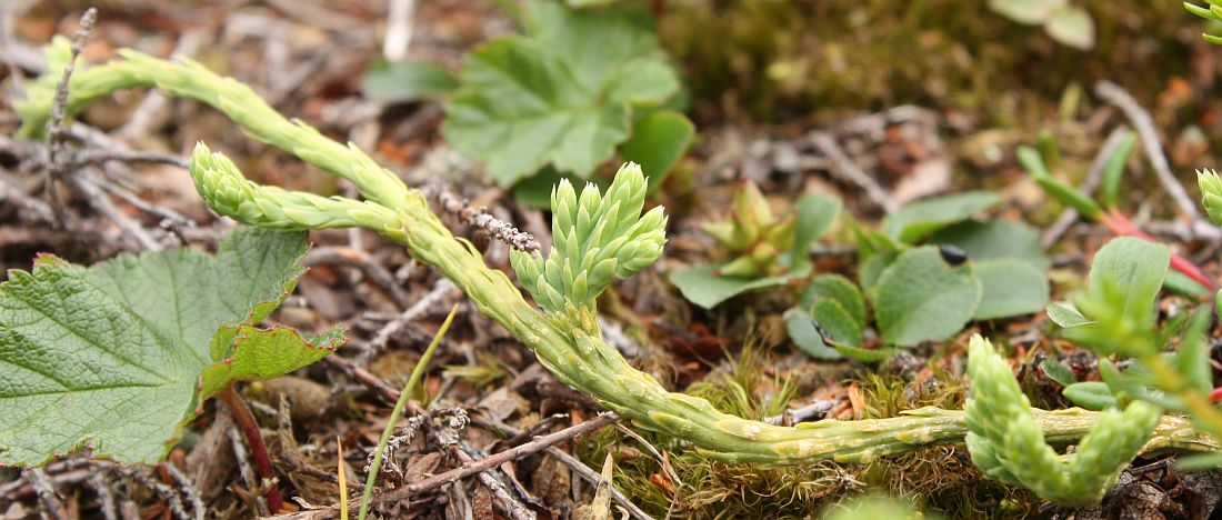 Изображение особи Diphasiastrum alpinum.