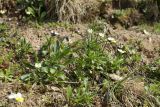 Viola arvensis