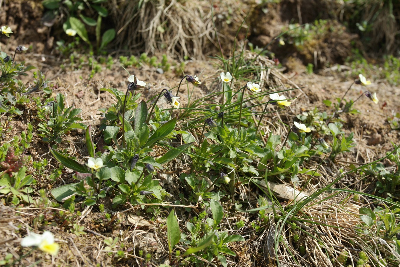 Image of Viola arvensis specimen.