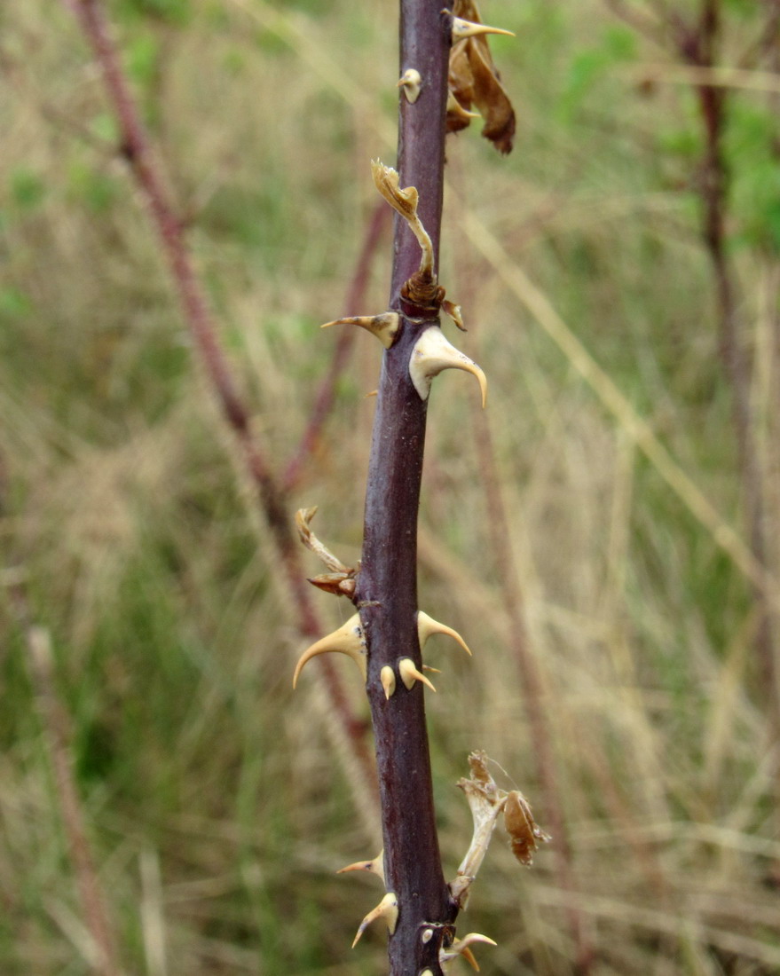 Image of Rosa laxa specimen.