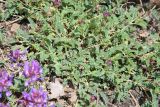 genus Astragalus. Побеги цветущего растения. Республика Ингушетия, Джейрахский р-н, окр. ур. Мухул, высота ок. 2000 м н.у.м., верхняя часть спускающегося в глубокий овраг крутого склона, мелкощебнистый участок. 18 июня 2022 г.