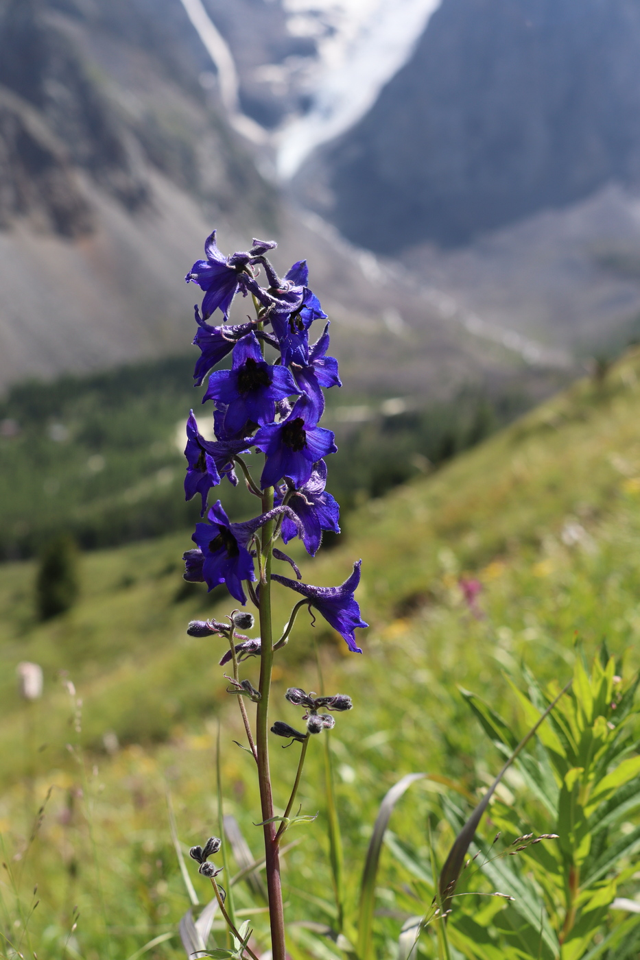 Image of Delphinium elatum specimen.