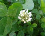 Trifolium repens