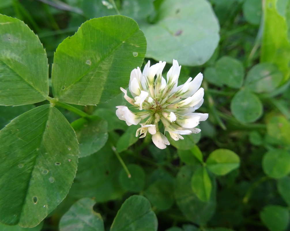 Image of Trifolium repens specimen.