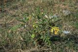 Solanum sisymbriifolium