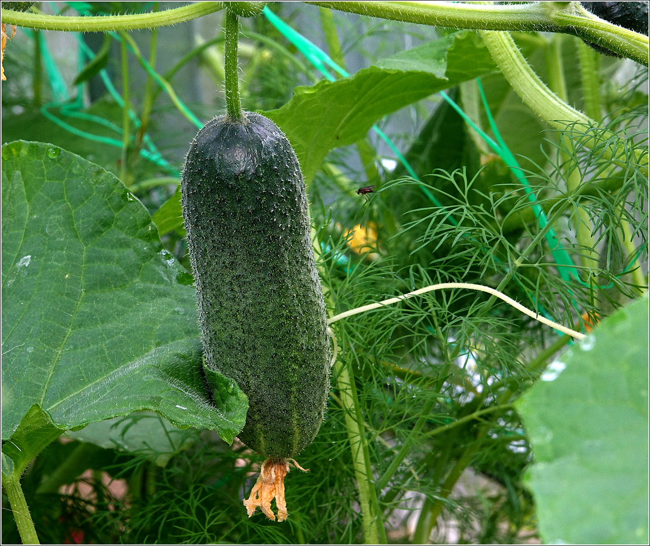 Изображение особи Cucumis sativus.