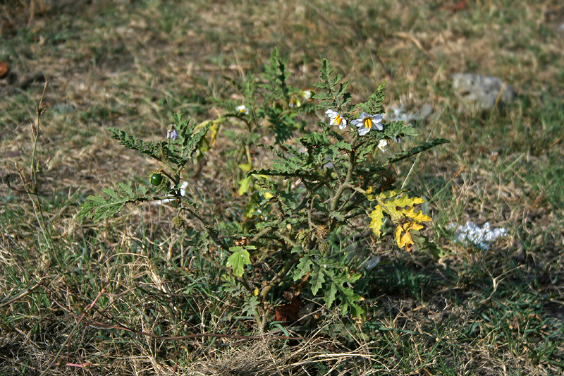 Image of Solanum sisymbriifolium specimen.