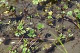 Ranunculus repens. Цветущие и плодоносящие побеги. Республика Ингушетия, Джейрахский р-н, окр. ур. Таргим, правый берег р. Асса, 150 м от башен Таргим, старица с чистой водой. 21 июня 2022 г.