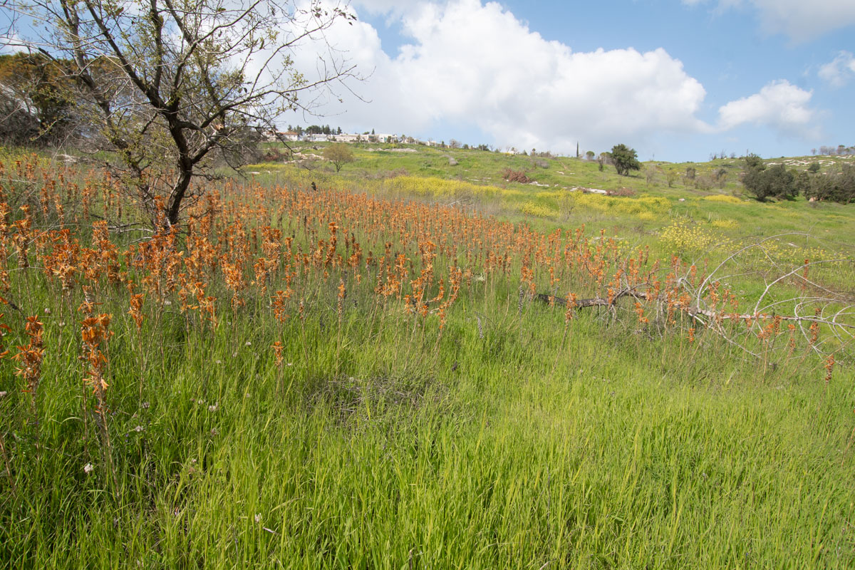 Image of Asphodeline lutea specimen.