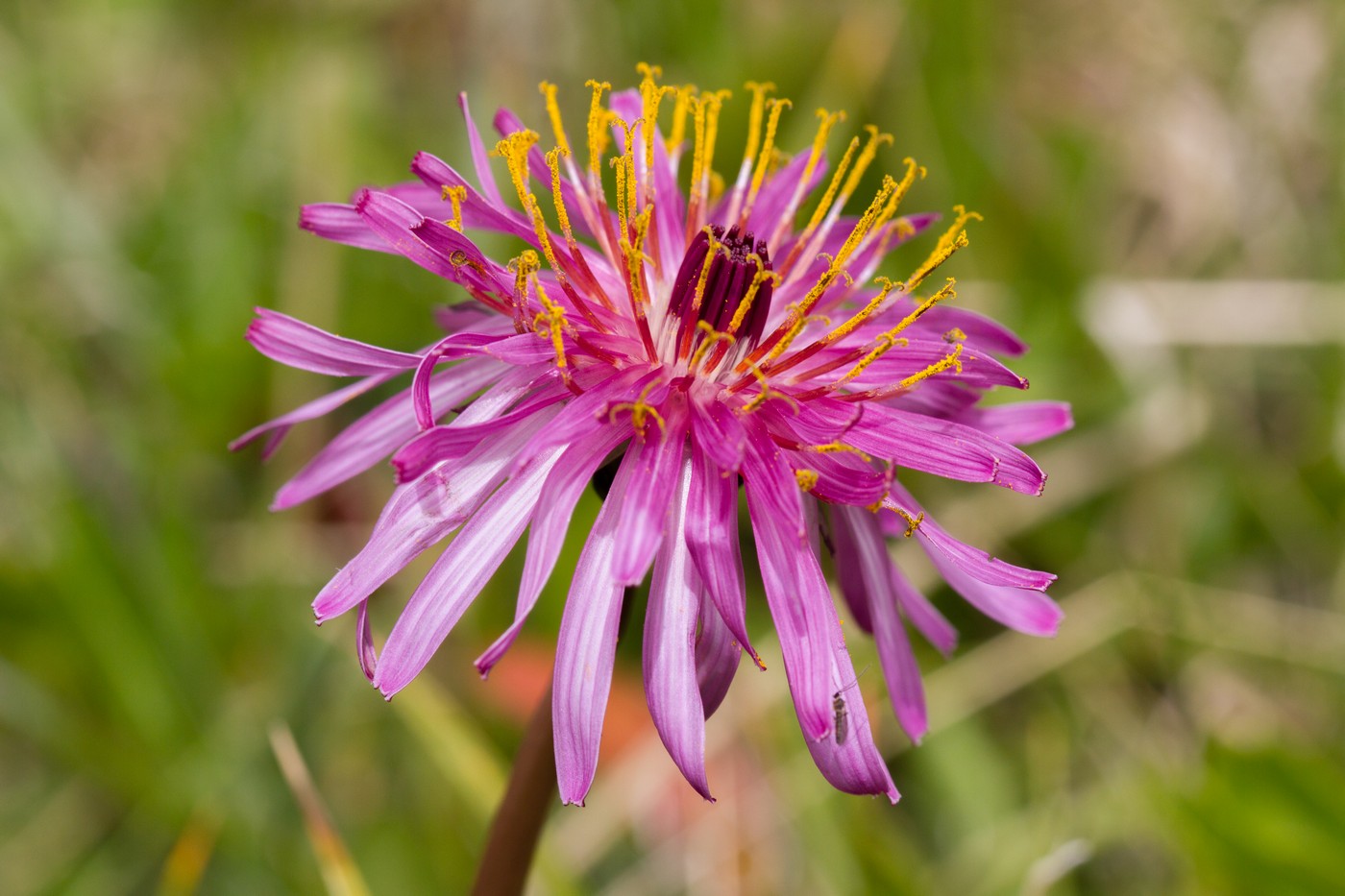 Изображение особи Taraxacum porphyranthum.