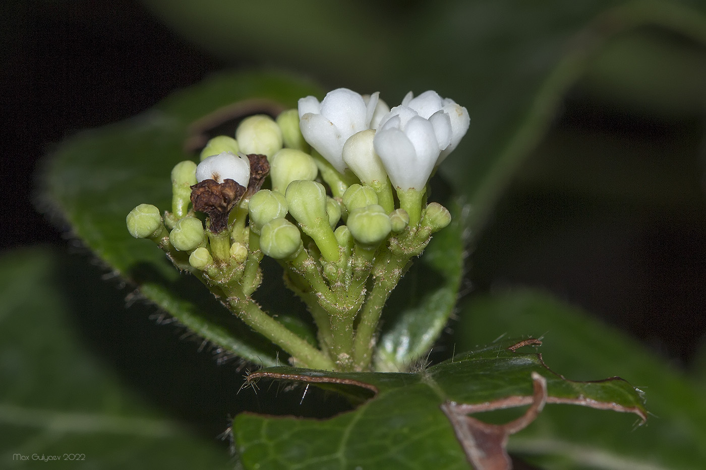 Изображение особи Viburnum tinus.