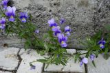 Viola tricolor. Цветущие растения у фундамента дома. Камчатский край, Елизовский р-н, СНТ \"Мечта\", садовый участок. 17.08.2022.