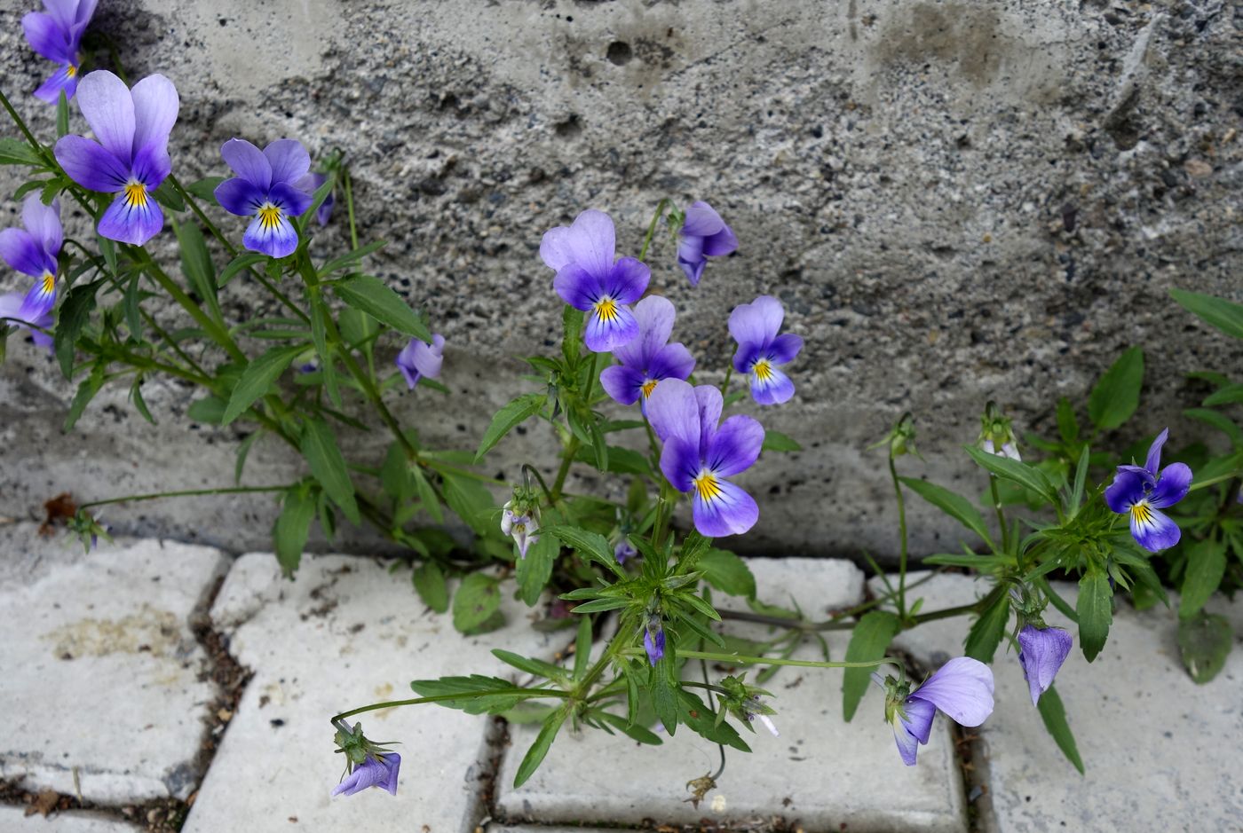 Изображение особи Viola tricolor.