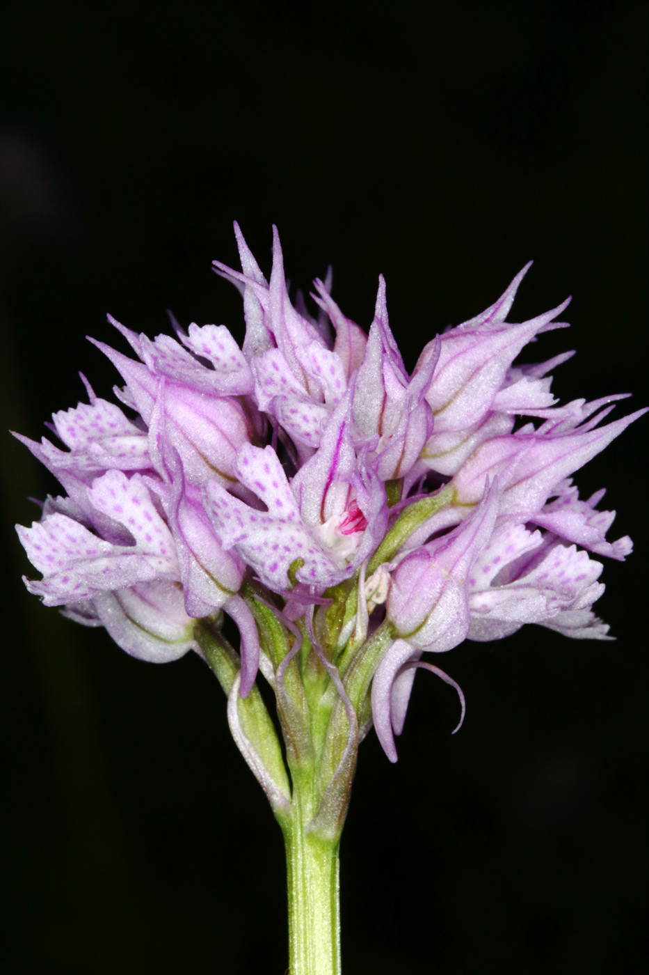 Image of Neotinea tridentata specimen.