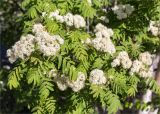 Sorbus aucuparia. Соцветия и листья. Карелия, Ладожское озеро, северо-западный берег о. Селькямарьянсаари, галечный пляж. 14.06.2021.