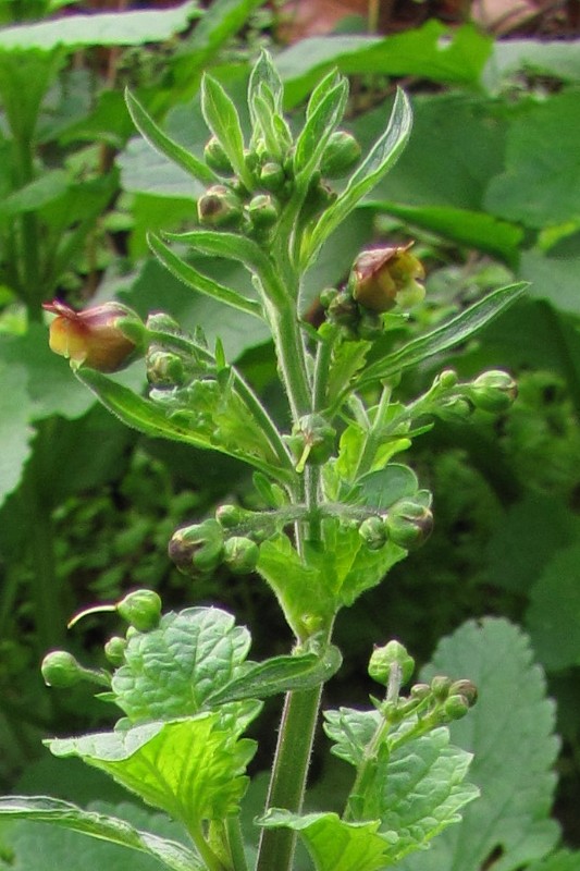 Image of Scrophularia scopolii specimen.