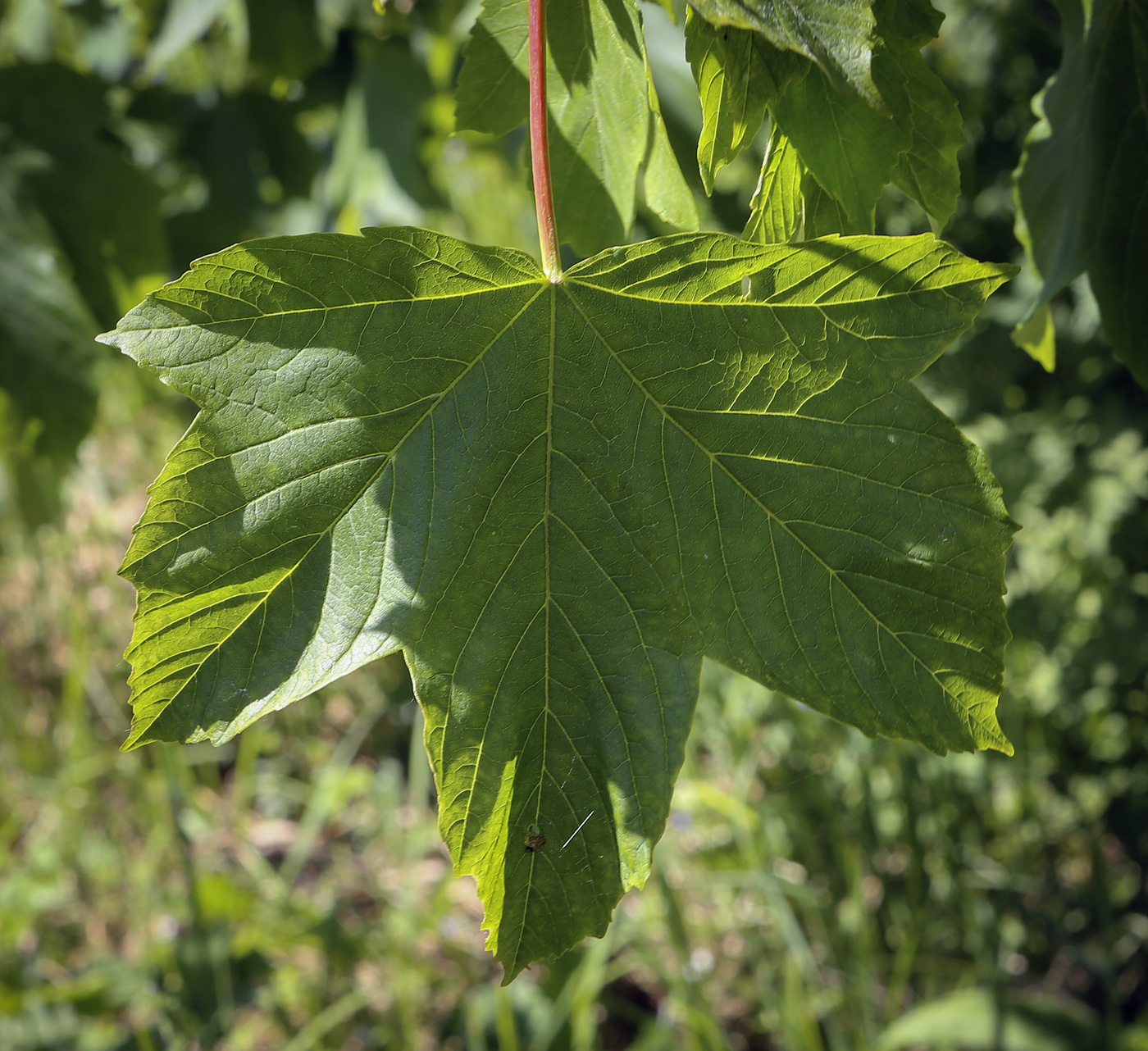 Image of Acer pseudoplatanus specimen.