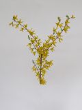 genus Forsythia