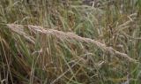 Calamagrostis epigeios. Соплодие. Москва, ГБС, экспозиция растений природной флоры России. 15.09.2022.