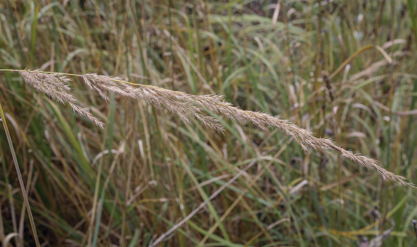 Изображение особи Calamagrostis epigeios.