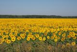 Helianthus annuus