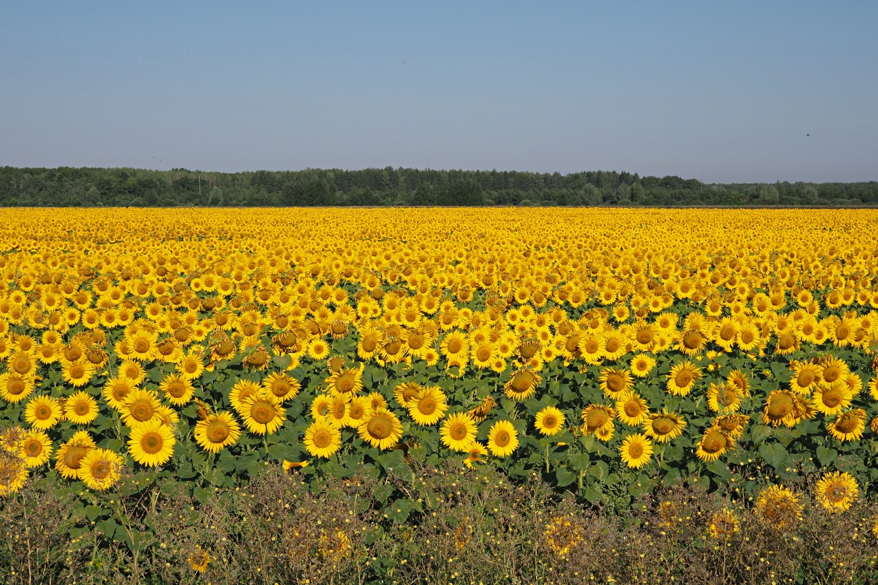 Изображение особи Helianthus annuus.