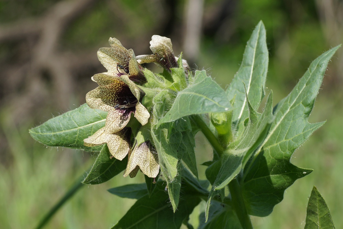 Изображение особи Hyoscyamus niger.
