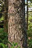 Picea ajanensis. Часть ствола. Курильские о-ва, о-в Кунашир, вулкан Менделеева, ≈ 300 м н.у.м., смешанный лес с подлеском из Sasa. 21.08.2022.