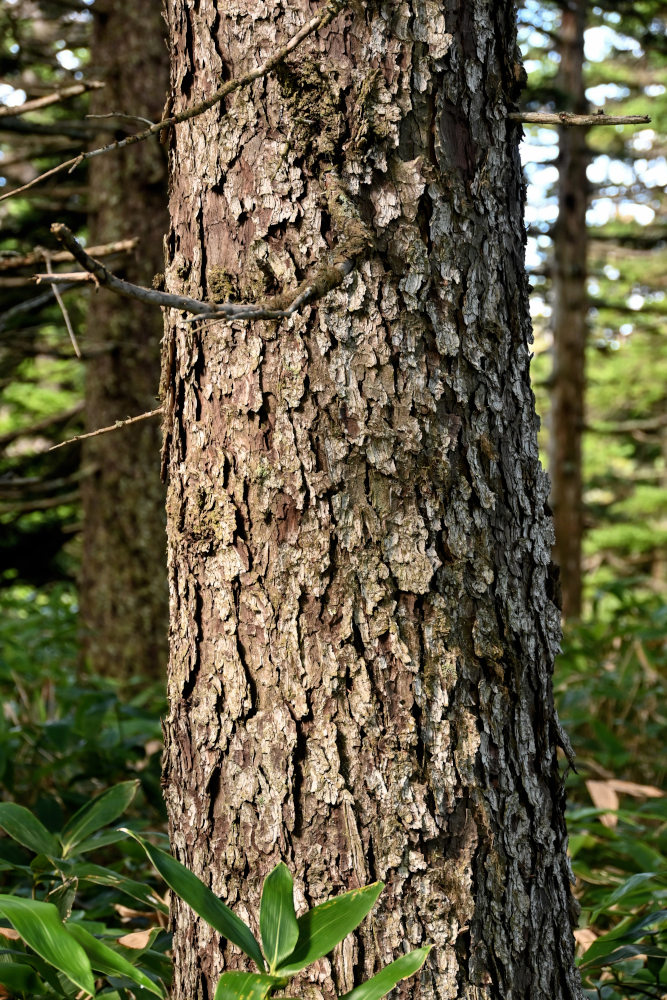 Image of Picea ajanensis specimen.
