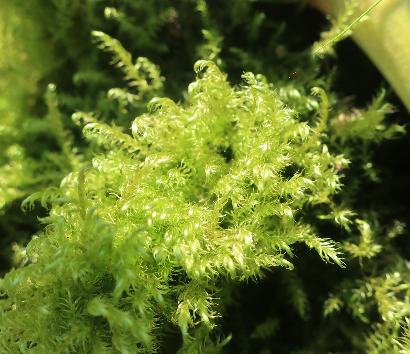 Image of class Bryopsida specimen.