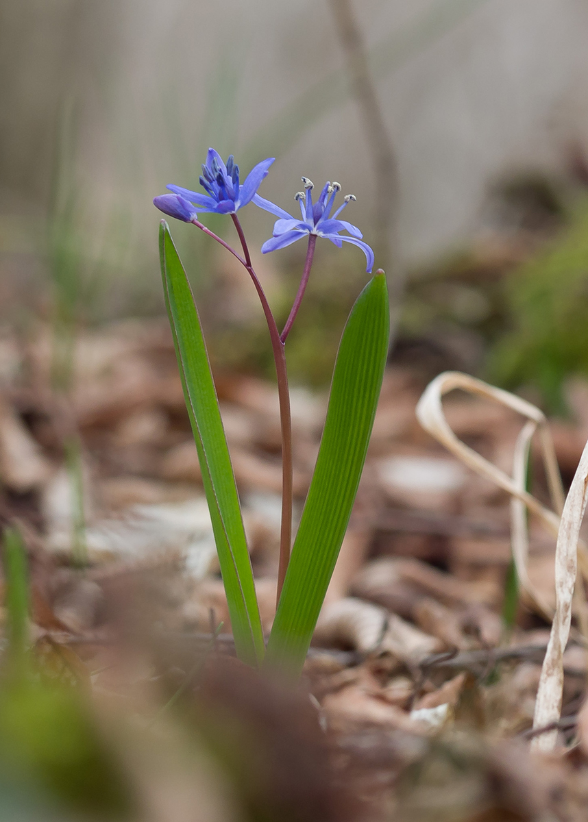 Изображение особи Scilla bifolia.