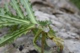 Carlina biebersteinii