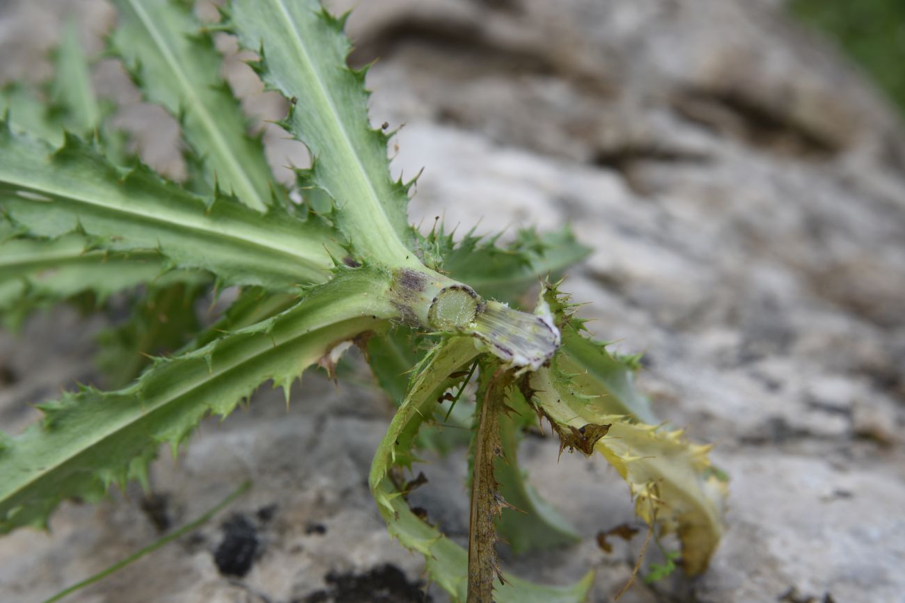 Изображение особи Carlina biebersteinii.