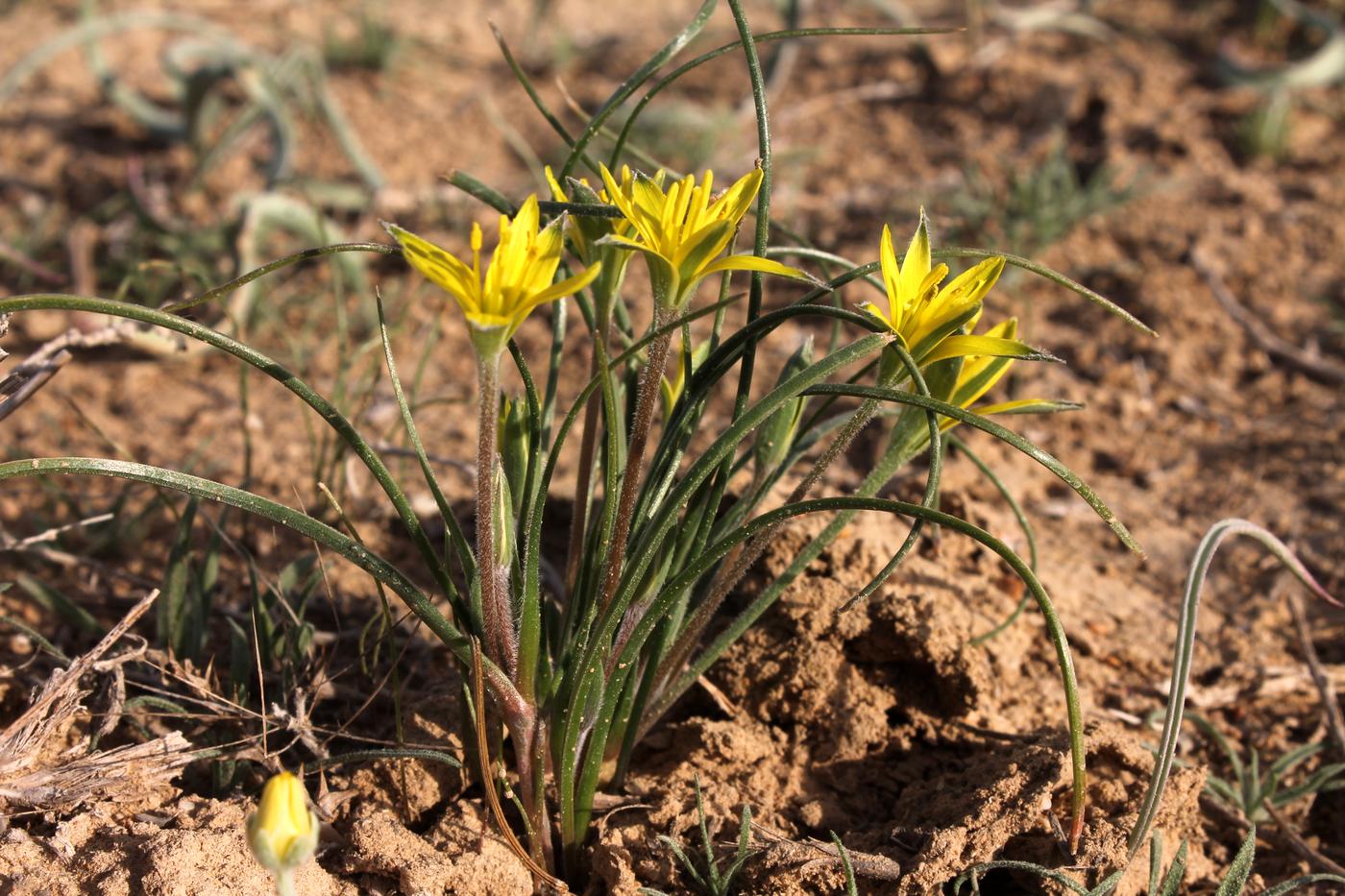 Изображение особи Gagea reticulata.