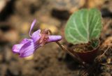 Viola variegata