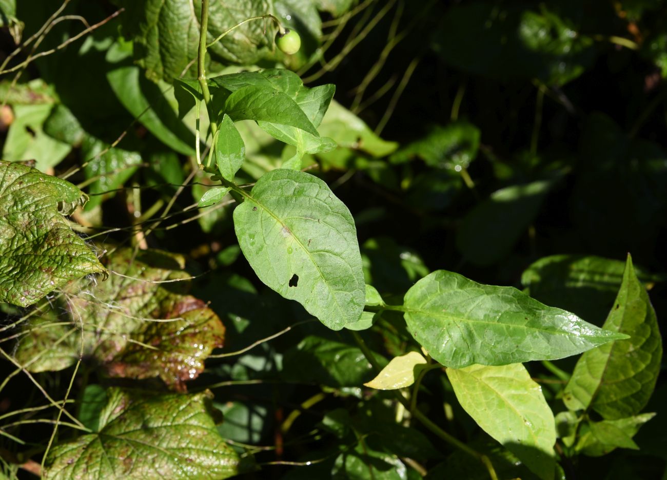 Image of Solanum dulcamara specimen.