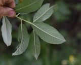 genus Salix