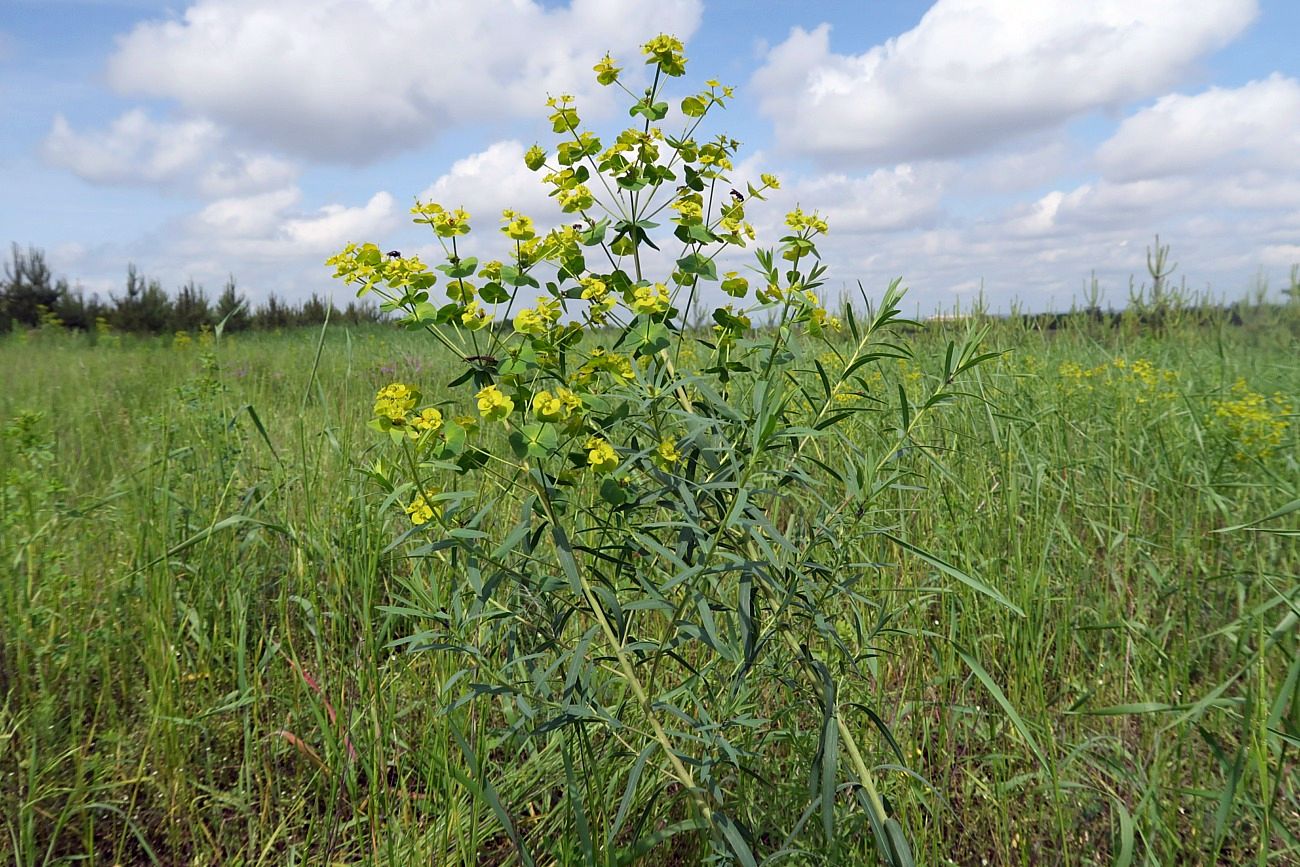 Image of Euphorbia virgata specimen.