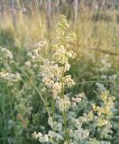 Galium mollugo