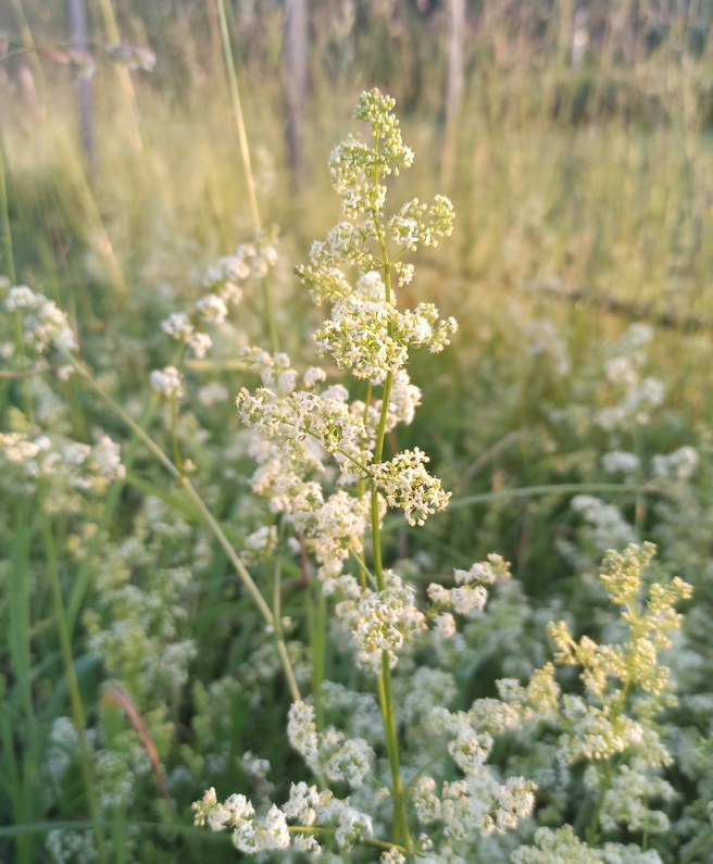 Изображение особи Galium mollugo.