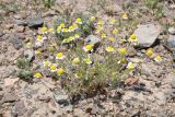 Anthemis ruthenica