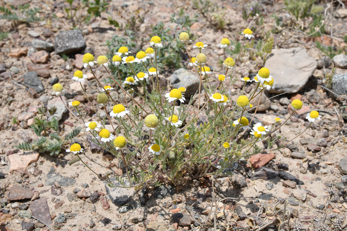 Изображение особи Anthemis ruthenica.