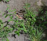 Verbena litoralis. Цветущее растение. Чили, обл. Valparaiso, провинция Isla de Pascua, г. Hanga Roa, двор гостиницы. 05.03.2023.