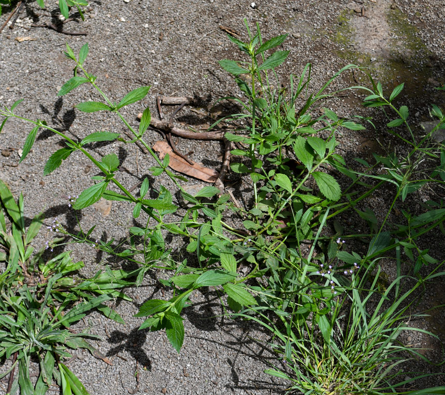 Image of Verbena litoralis specimen.