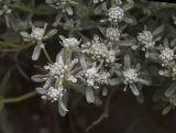 Teucrium capitatum