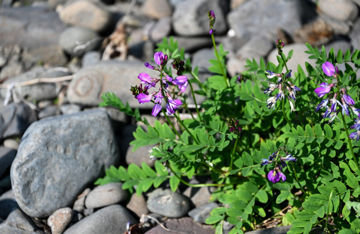 Image of Astragalus subpolaris specimen.