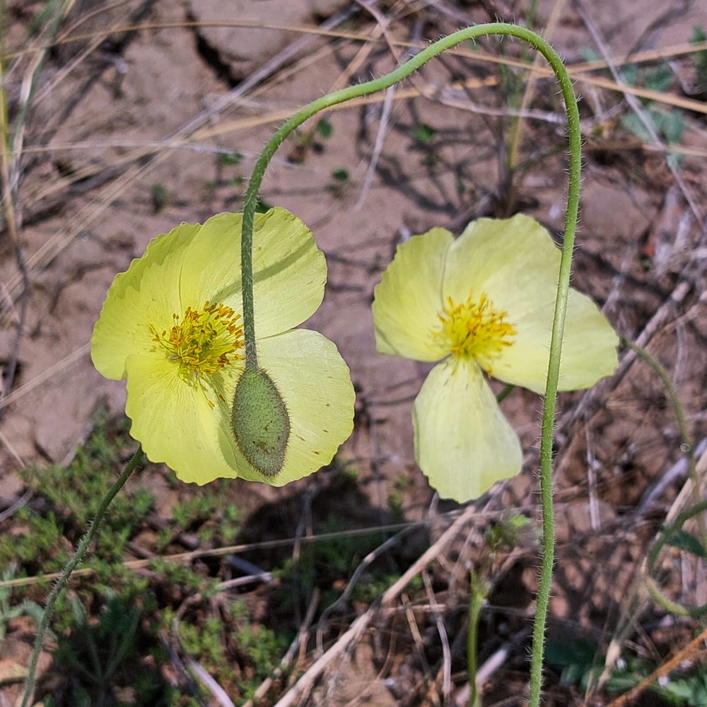 Image of genus Papaver specimen.