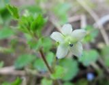 Veronica persica